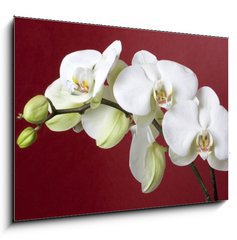 Obraz 1D - 100 x 70 cm F_E12667683 - orchids