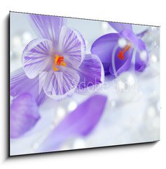 Obraz 1D - 100 x 70 cm F_E12714876 - krokus eiszeit