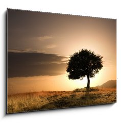 Obraz   solitary oak tree in golden sunset, 100 x 70 cm