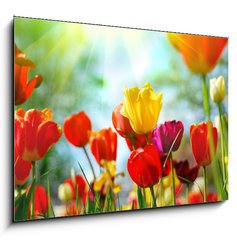 Obraz 1D - 100 x 70 cm F_E12856836 - Tulips - Tulipny