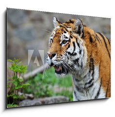 Sklenn obraz 1D - 100 x 70 cm F_E12988671 - Tiger