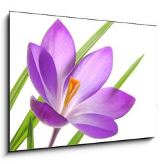 Obraz 1D - 100 x 70 cm F_E13035765 - violet spring crocuses