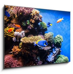 Sklenn obraz 1D - 100 x 70 cm F_E131183702 - Tropical fishes on the coral reef