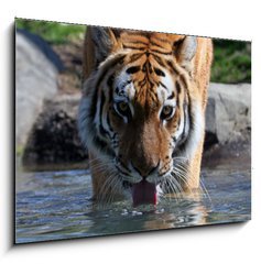 Sklenn obraz 1D - 100 x 70 cm F_E13380875 - Drinking Siberian Tiger