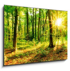 Obraz 1D - 100 x 70 cm F_E137096673 - Wald im Frhling mit Sonne - Les na jae se sluncem