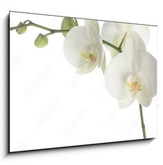 Obraz 1D - 100 x 70 cm F_E1377708 - white orchid