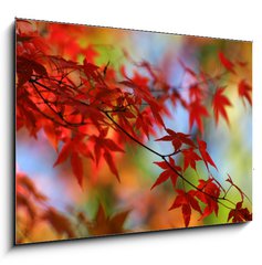 Sklenn obraz 1D - 100 x 70 cm F_E138623 - japanese red maple in autumn