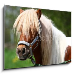 Obraz 1D - 100 x 70 cm F_E13919902 - Shetland-Pony