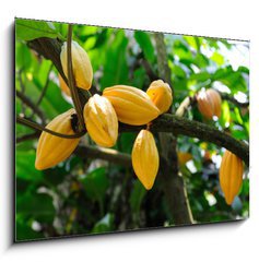 Obraz 1D - 100 x 70 cm F_E13996500 - Cocoa pods