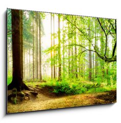 Sklenn obraz 1D - 100 x 70 cm F_E139969469 - Idyllischer Wald mit Bach bei Sonnenaufgang