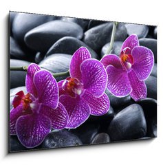 Obraz 1D - 100 x 70 cm F_E13998987 - beautiful orchid detail still life spa stones