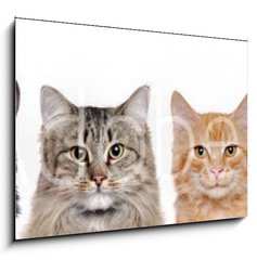 Obraz   closeup portrait of a group of cats of different breeds sitting in a line isolated over white background, 100 x 70 cm