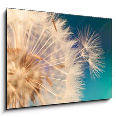 Obraz 1D - 100 x 70 cm F_E143134951 - white dandelion flower with seeds in springtime in blue turquoise abstract backgrouds