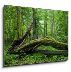 Sklenn obraz 1D - 100 x 70 cm F_E14452875 - Deciduous stand of Bialowieza Forest