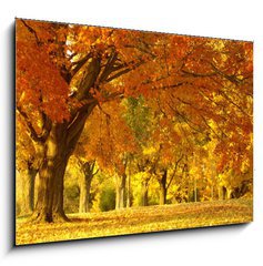 Obraz 1D - 100 x 70 cm F_E1452913 - autumn scene