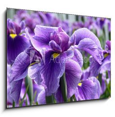 Obraz 1D - 100 x 70 cm F_E14563654 - Purple Flag Iris