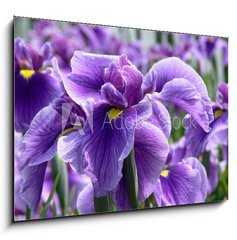 Obraz   Purple Flag Iris, 100 x 70 cm