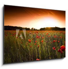 Obraz 1D - 100 x 70 cm F_E14724236 - poppies field - pole mku