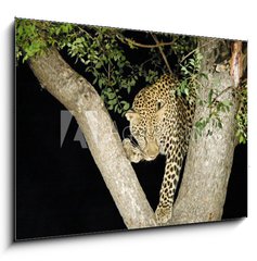 Obraz 1D - 100 x 70 cm F_E147411 - leopard