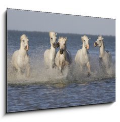 Obraz 1D - 100 x 70 cm F_E14879653 - Chevaux de Camargue