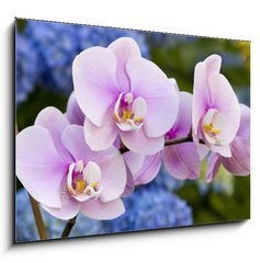 Sklenn obraz 1D - 100 x 70 cm F_E14941045 - Pink Orchid Flowers