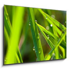 Sklenn obraz 1D - 100 x 70 cm F_E15002116 - leaf with dew