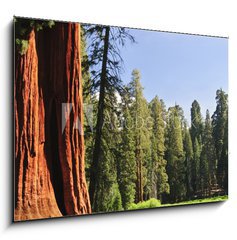 Sklenn obraz 1D - 100 x 70 cm F_E15203016 - Sequoia National forest, CA - Sequoia nrodn les, CA