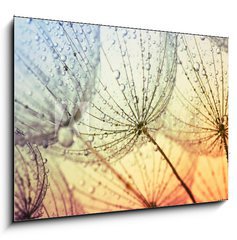 Obraz 1D - 100 x 70 cm F_E155375500 -  dandelion flower background - Pampelika kvtinov pozad