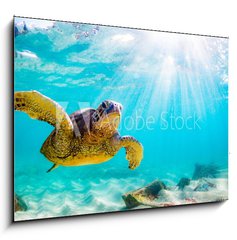 Sklenn obraz 1D - 100 x 70 cm F_E156465312 - An endangered Hawaiian Green Sea Turtle cruises in the warm waters of the Pacific Ocean in Hawaii. - Ohroen havajsk elva zelen mosk plavba v teplch vodch Tichho ocenu na Havaji.