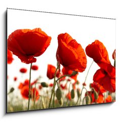 Sklenn obraz 1D - 100 x 70 cm F_E15661421 - Red poppies