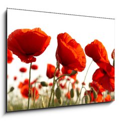 Obraz 1D - 100 x 70 cm F_E15661421 - Red poppies