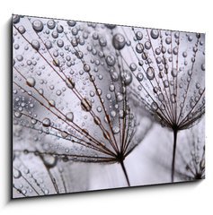 Sklenn obraz 1D - 100 x 70 cm F_E15712767 - dandelion seeds