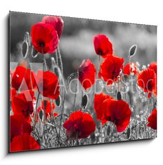 Obraz 1D - 100 x 70 cm F_E158374540 - red poppies, black and white