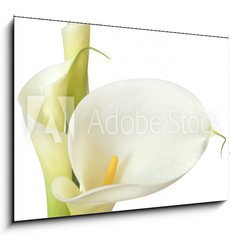 Sklenn obraz 1D - 100 x 70 cm F_E16158957 - White Calla Lilies