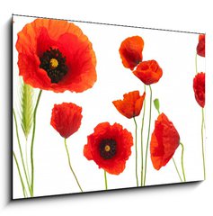 Obraz 1D - 100 x 70 cm F_E16302872 - red poppies over white background - floral design element