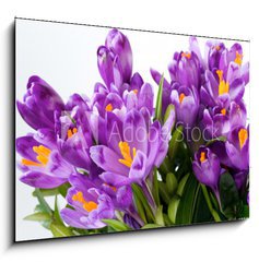 Obraz 1D - 100 x 70 cm F_E16489898 - crocus flower - krokus kvtina