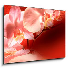 Obraz 1D - 100 x 70 cm F_E16571895 - Orchid red background
