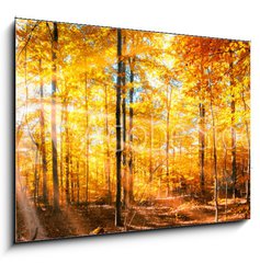 Obraz 1D - 100 x 70 cm F_E168212681 - Wald Panorama im goldenen Herbst