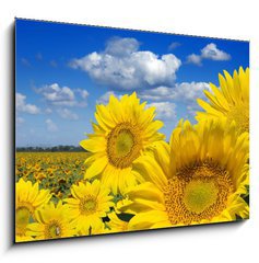 Obraz 1D - 100 x 70 cm F_E16872718 - Some yellow sunflowers against a wide field and the blue sky - Nkter lut slunenice proti irokmu poli a modr obloze