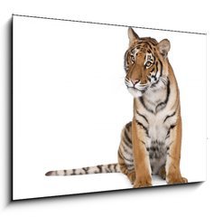 Sklenn obraz 1D - 100 x 70 cm F_E16916235 - Portrait of Bengal Tiger, sitting in front of white background