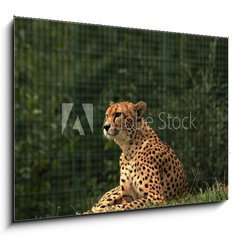 Obraz 1D - 100 x 70 cm F_E170169632 - Cheetah/This is wild african cheetah in ZOO.