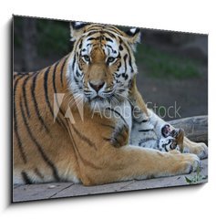 Sklenn obraz 1D - 100 x 70 cm F_E17332495 - Tigermutter mit Kind - Tyg matka s dttem