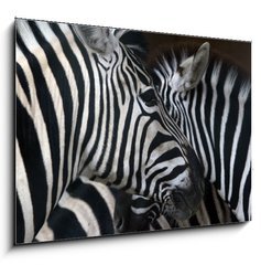 Obraz   zebras, 100 x 70 cm