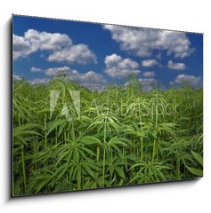 Sklenn obraz 1D - 100 x 70 cm F_E17615257 - Cannabis Hanf Feld