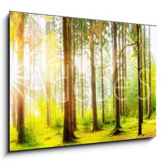 Sklenn obraz 1D - 100 x 70 cm F_E178083347 - Beautiful forest panorama with big trees and bright sun - Krsn lesn panorama s velkmi stromy a jasn slunce