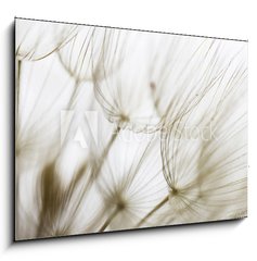 Sklenn obraz 1D - 100 x 70 cm F_E180759298 - Dandelion seed closeup - Pampelika semena closeup