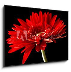 Obraz 1D - 100 x 70 cm F_E18414597 - Red daisy-gerbera on black background.