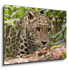 Sklenn obraz 1D - 100 x 70 cm F_E18926181 - Persian Leopard