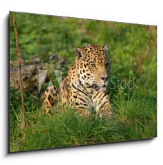 Sklenn obraz 1D - 100 x 70 cm F_E19063802 - Leopard