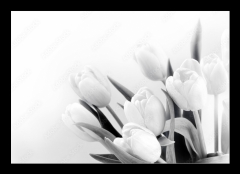 Obraz   White tulips on white background bw, 100 x 70 cm
